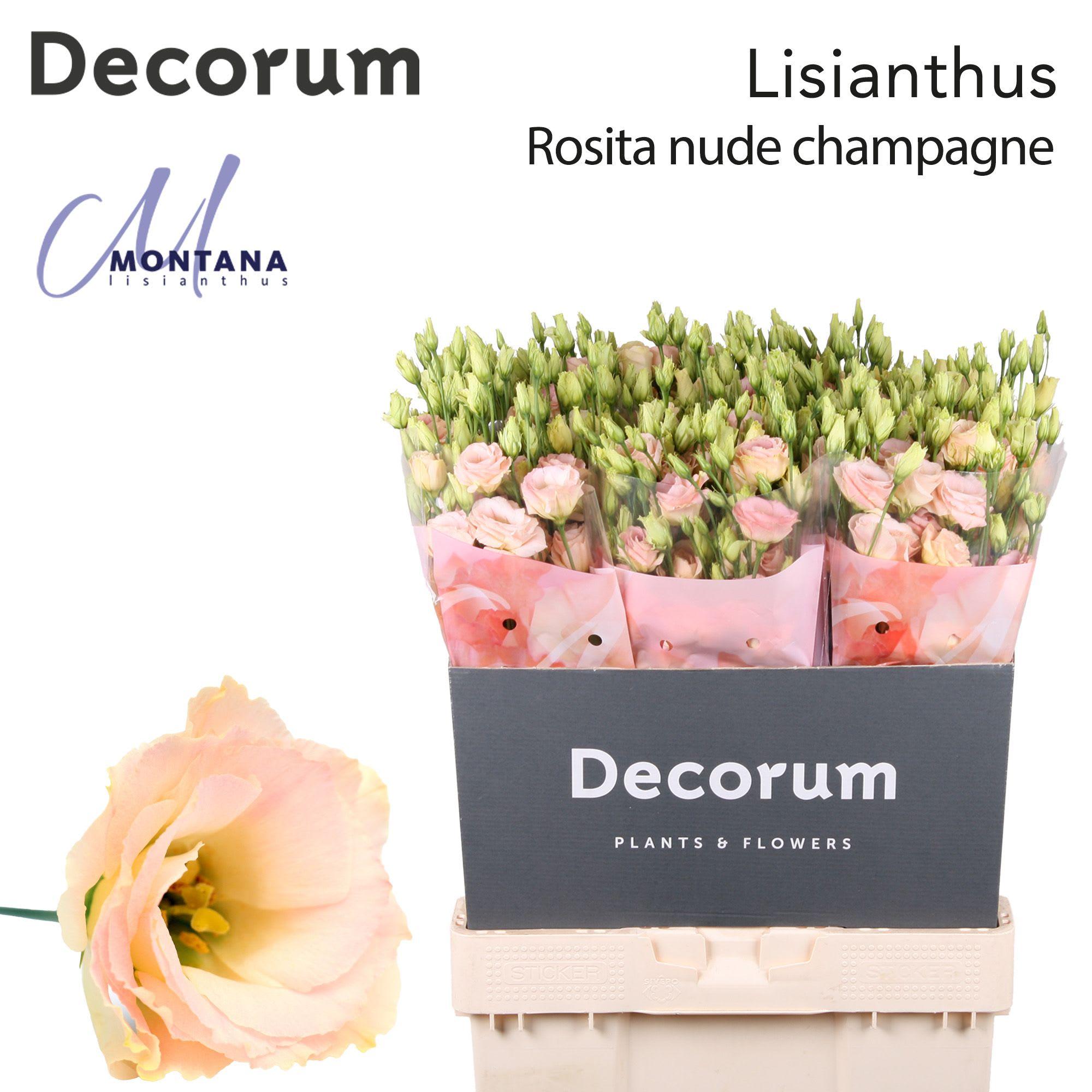 Срезанные цветы оптом Lisianthus do rosita champagne от 60шт из Голландии с доставкой по России