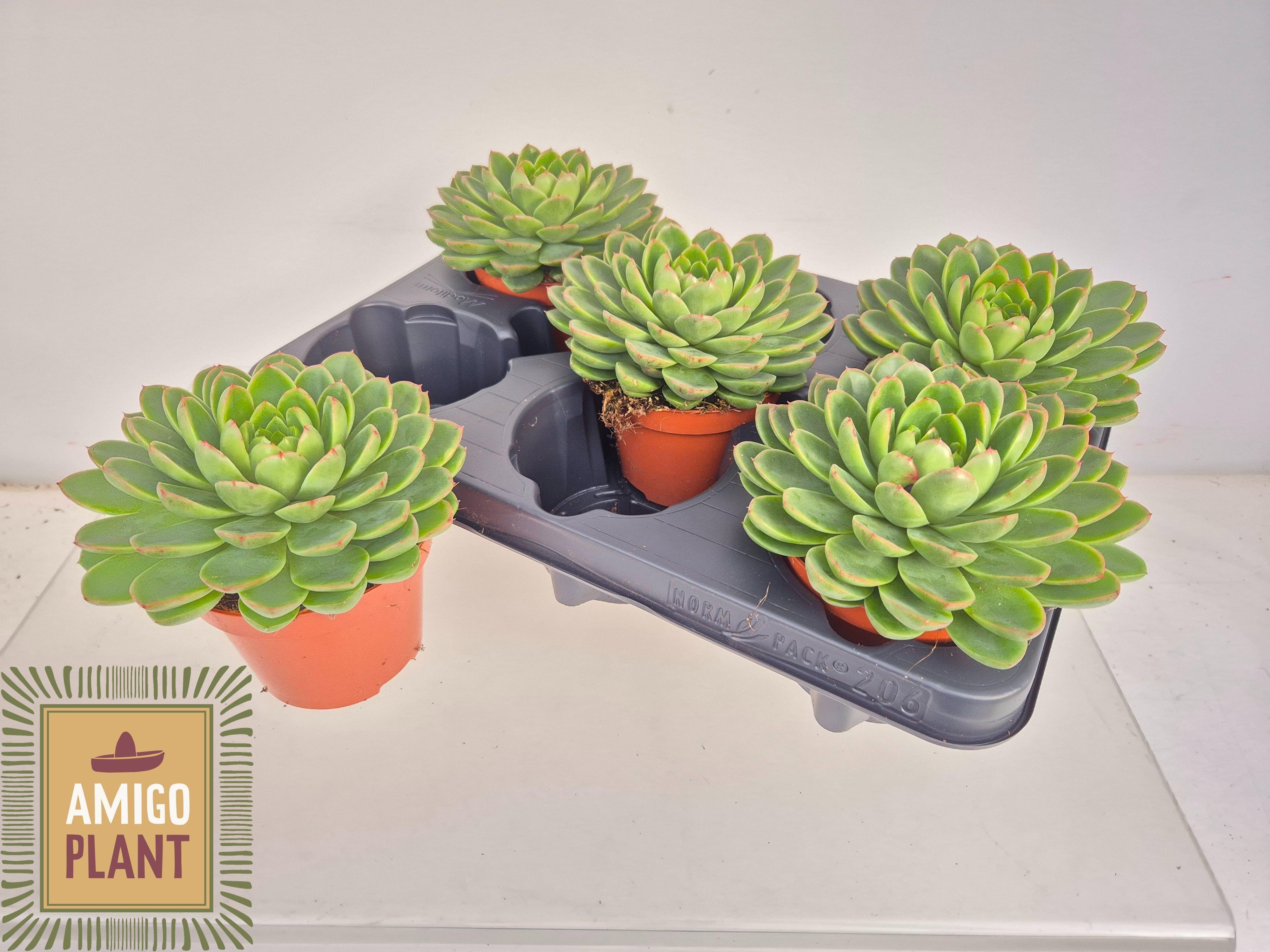 Горшечные цветы и растения оптом Echev Rosetta Chico от 5шт из Голландии с доставкой по России