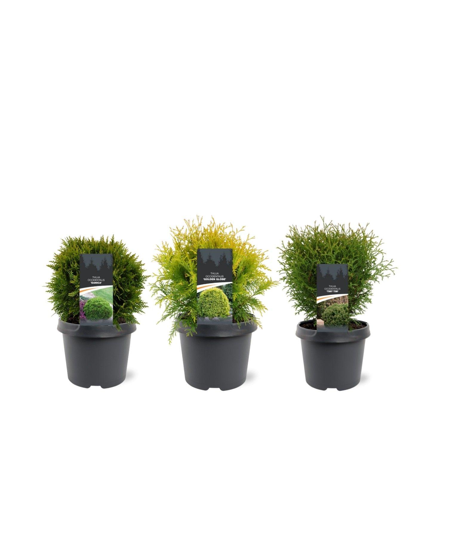 Горшечные цветы и растения оптом Thuja Occidentalis Mix Bolvormig от 1шт из Голландии с доставкой по России