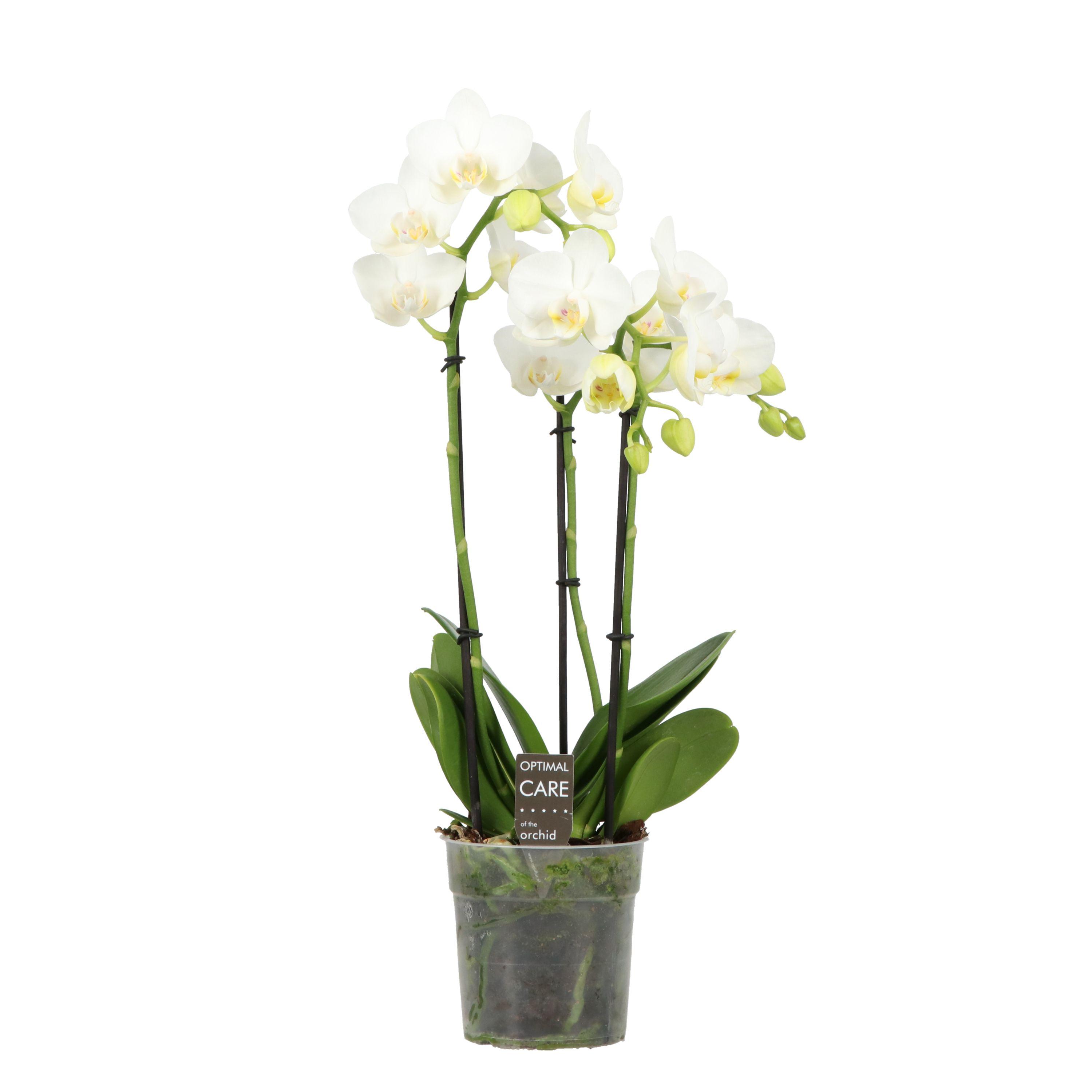 Горшечные цветы и растения оптом Phal 3-4st Starrion 35+ (opti) от 10шт из Голландии с доставкой по России