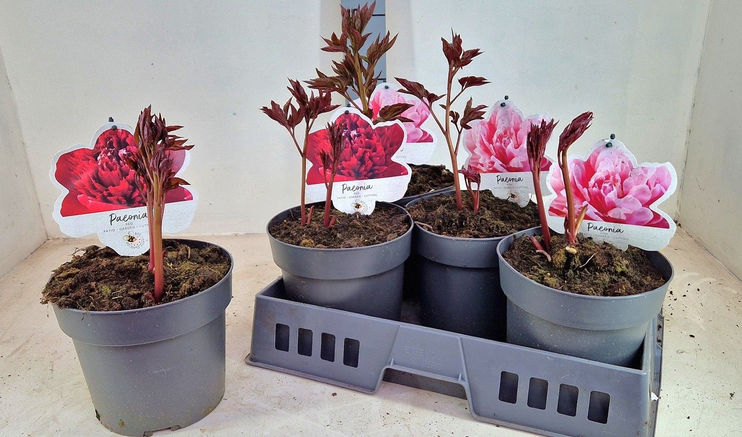 Горшечные цветы и растения оптом Paeonia L Gem от 5шт из Голландии с доставкой по России