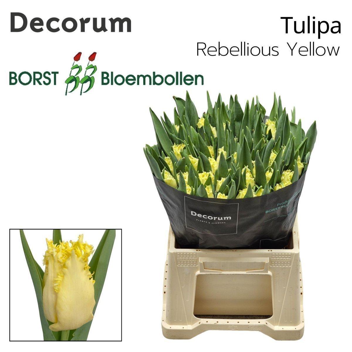 Срезанные цветы оптом Tulipa fr bloomon от 50шт из Голландии с доставкой по России