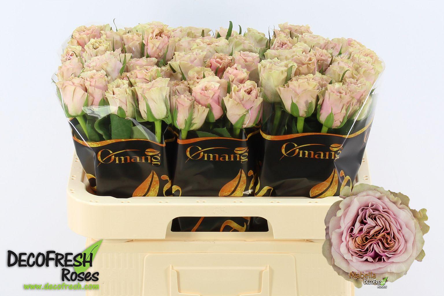 Срезанные цветы оптом Rosa large mabella от 60шт из Голландии с доставкой по России