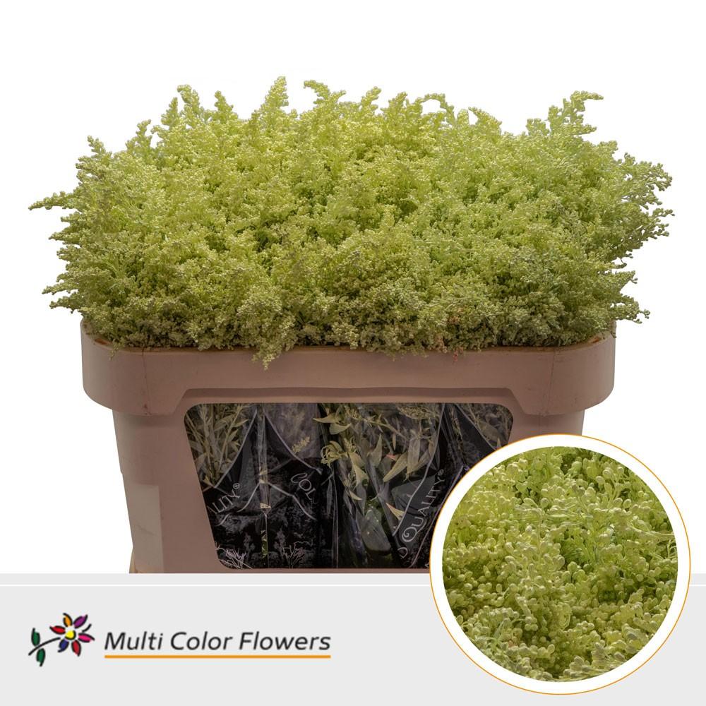 Срезанные цветы оптом Solidago paint cream от 100шт из Голландии с доставкой по России