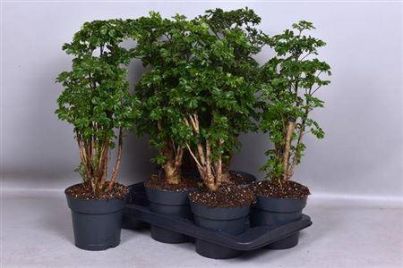 Горшечные цветы и растения оптом Poly Roble от 6шт из Голландии с доставкой по России