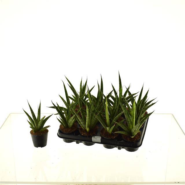 Горшечные цветы и растения оптом Sansevieria Trifasciata от 12шт из Голландии с доставкой по России