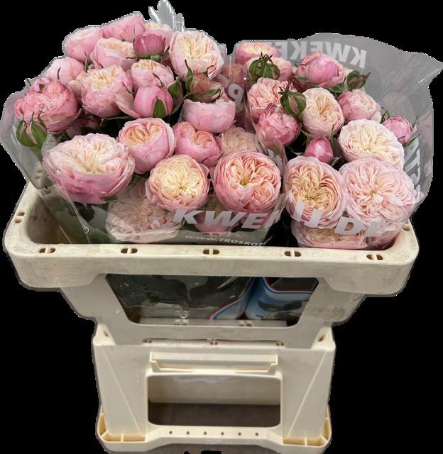 Срезанные цветы оптом Rosa spray royal blush от 40шт из Голландии с доставкой по России