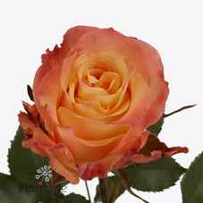 Срезанные цветы оптом Rosa la mona lisa+ от 40шт из Голландии с доставкой по России