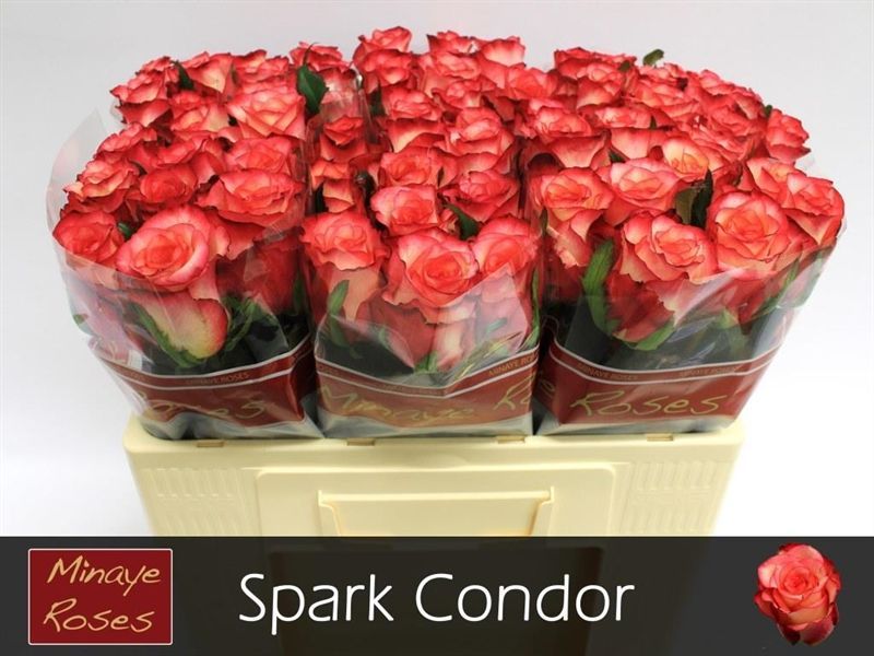 Срезанные цветы оптом Rosa la spark condor от 60шт из Голландии с доставкой по России