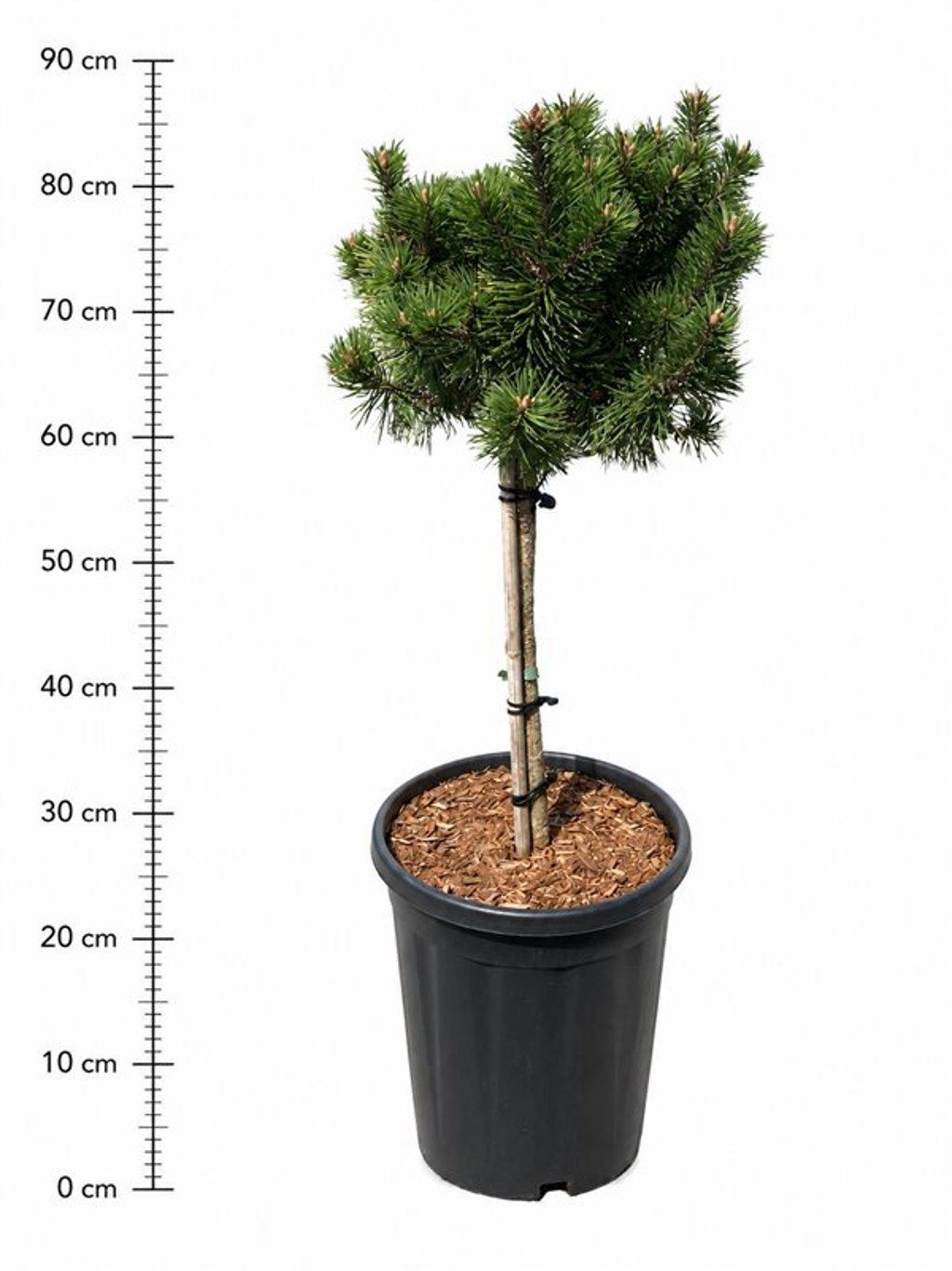 Горшечные цветы и растения оптом Pinus Mugo mumpitz от 1шт из Голландии с доставкой по России