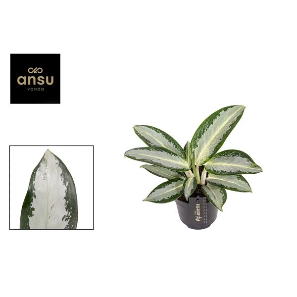 Горшечные цветы и растения оптом Aglaonema Silver Blue от 6шт из Голландии с доставкой по России Горшечные цветы и растения оптом Aglaonema Silver Blue от 6шт из Голландии с доставкой по России