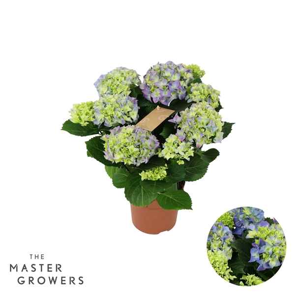 Горшечные цветы и растения оптом Hydrangea Ma Blue 5+ от 6шт из Голландии с доставкой по России