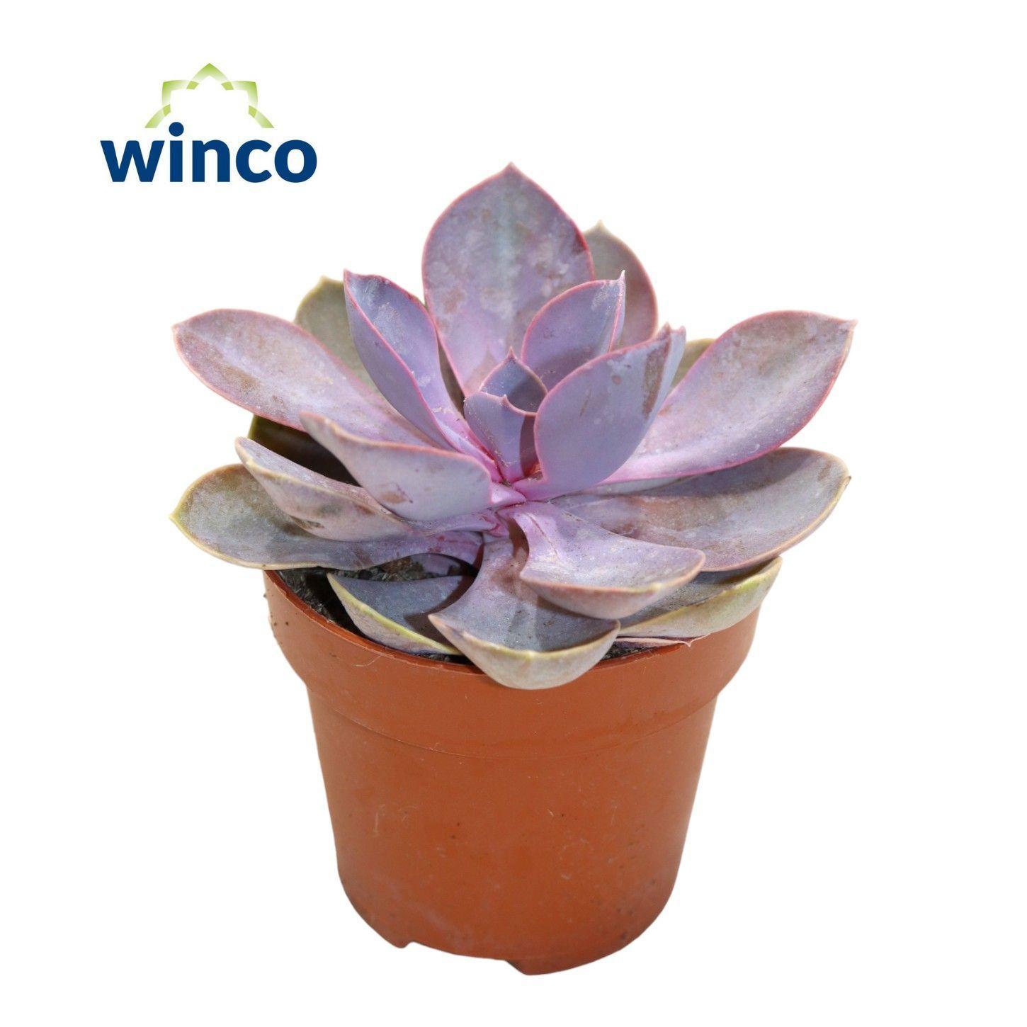 Горшечные цветы и растения оптом Echeveria Metallica Pearl от 18шт (для телеги) из Голландии с доставкой по России