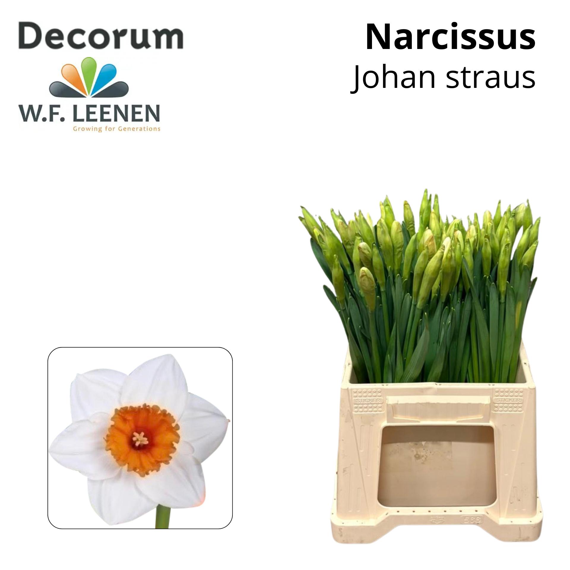 Срезанные цветы оптом Narcissus si johan strauss от 100шт из Голландии с доставкой по России