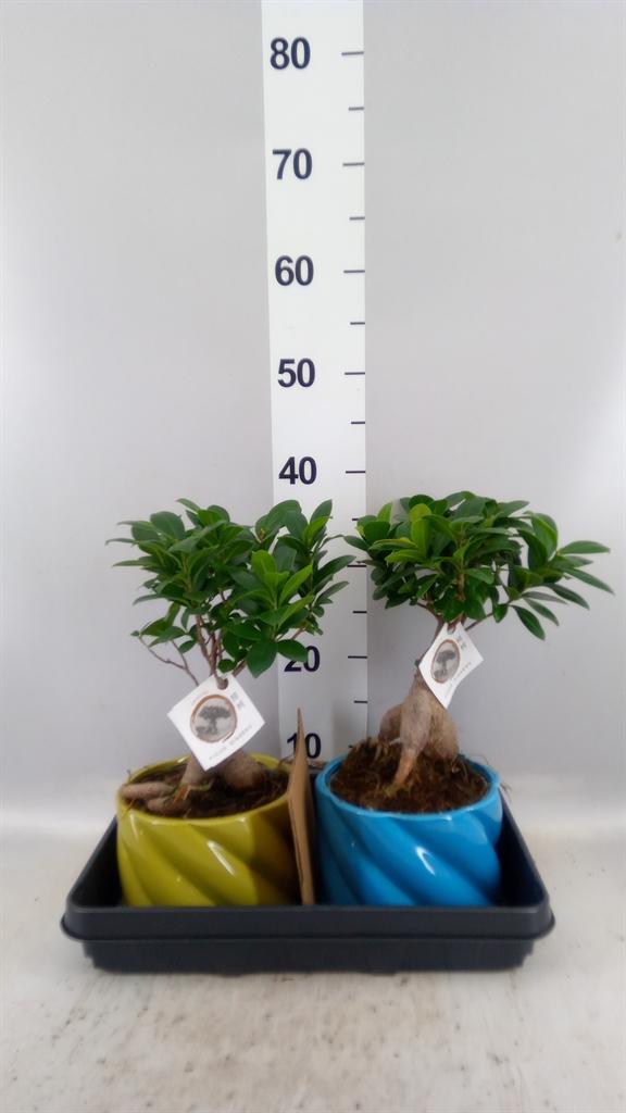 Горшечные цветы и растения оптом Ficus Microcarpa ginseng от 2шт из Голландии с доставкой по России