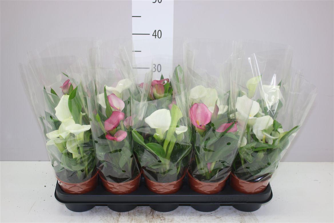 Горшечные цветы и растения оптом Zant Gemengd White Pink от 10шт из Голландии с доставкой по России