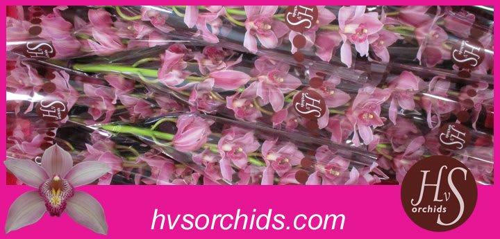 Срезанные цветы оптом Cymbidium pink elliot rogers C290 от 10шт из Голландии с доставкой по России
