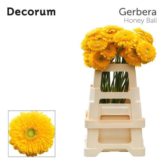 Срезанные цветы оптом Gerbera honey ball от 40шт из Голландии с доставкой по России