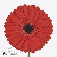 Срезанные цветы оптом Gerbera lady red от 50шт из Голландии с доставкой по России