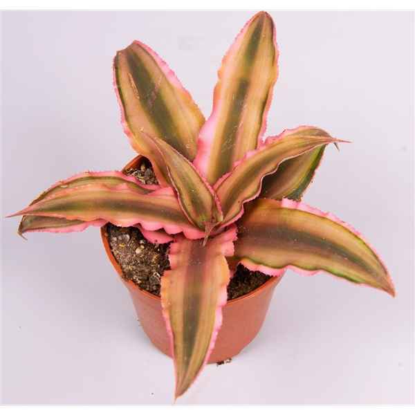Горшечные цветы и растения оптом Cryptanthus Pink Starlight от 14шт из Голландии с доставкой по России