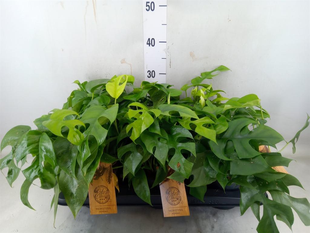 Горшечные цветы и растения оптом Monstera ... от 6шт из Голландии с доставкой по России Горшечные цветы и растения оптом Monstera ... от 6шт из Голландии с доставкой по России