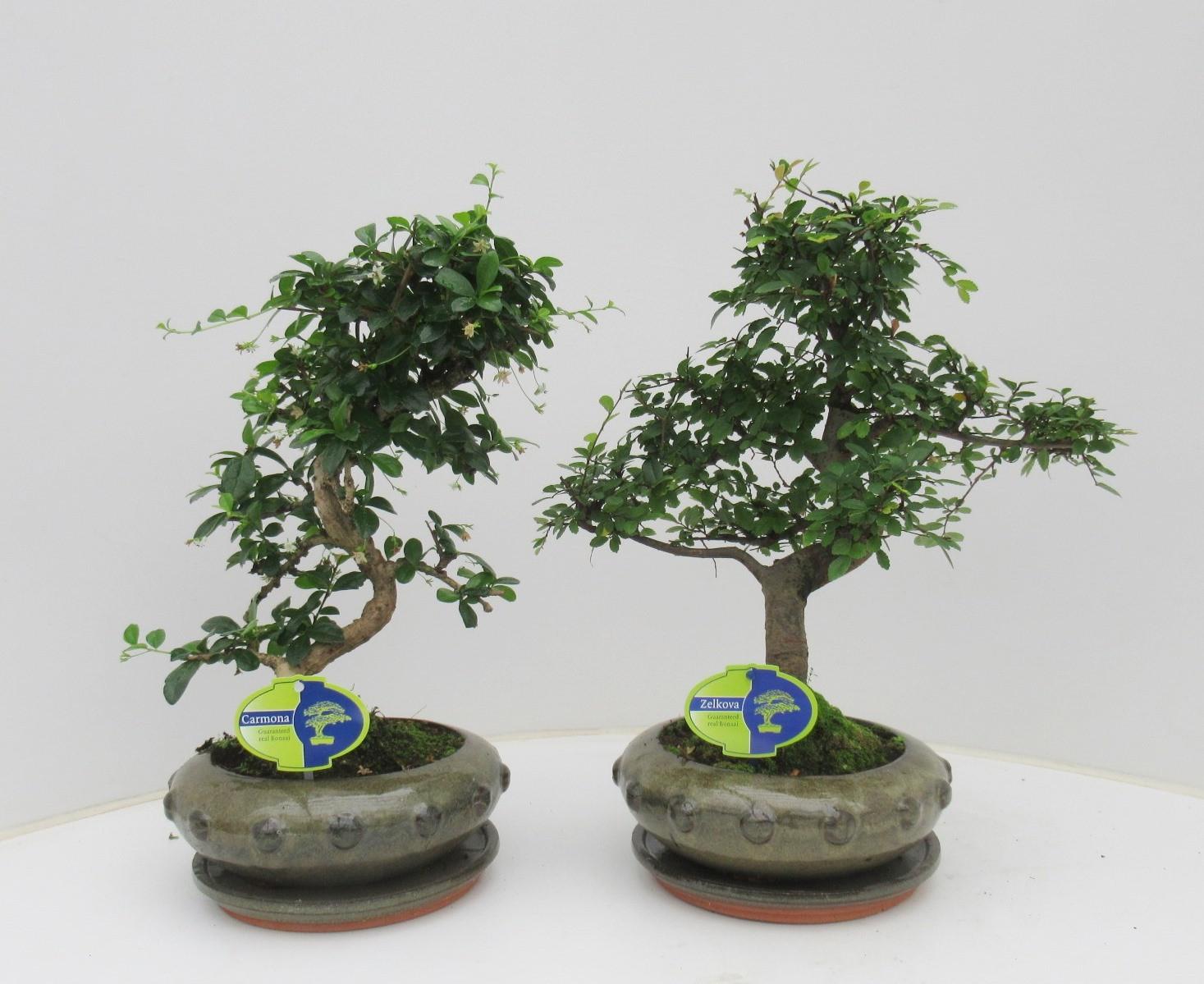 Горшечные цветы и растения оптом Bonsai Mix, Indoor от 2шт из Голландии с доставкой по России