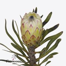 Срезанные цветы оптом Protea white night от 20шт из Голландии с доставкой по России