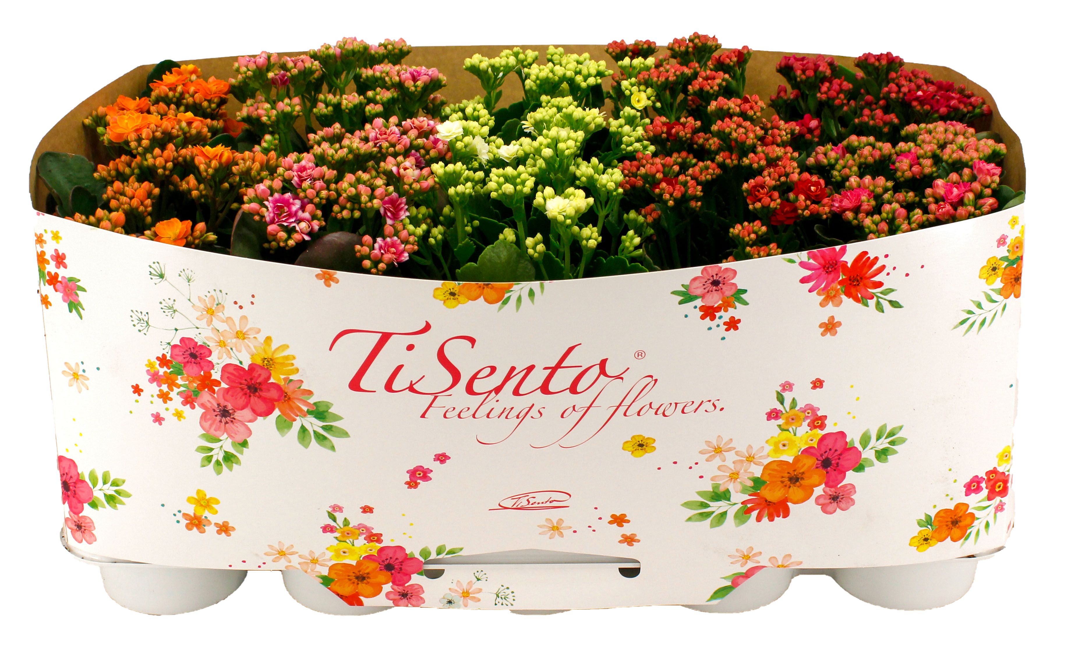 Горшечные цветы и растения оптом Kal Ge Gardenlin Gem от 10шт из Голландии с доставкой по России