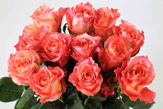 Срезанные цветы оптом Rosa ec free spirit от 50шт из Голландии с доставкой по России