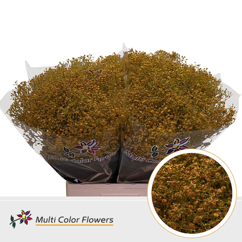 Срезанные цветы оптом Gyps fine paint ocher yellow от 100шт из Голландии с доставкой по России