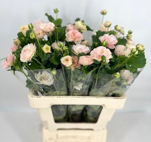 Срезанные цветы оптом Ranunculus magical mascarpone от 40шт из Голландии с доставкой по России