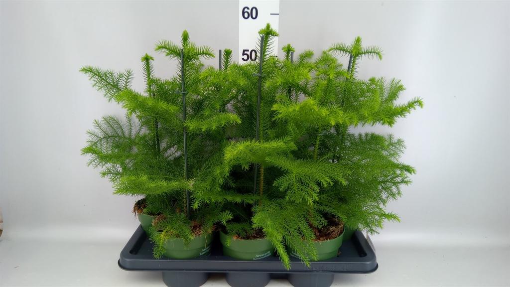 Горшечные цветы и растения оптом Araucaria Heterophylla от 7шт из Голландии с доставкой по России