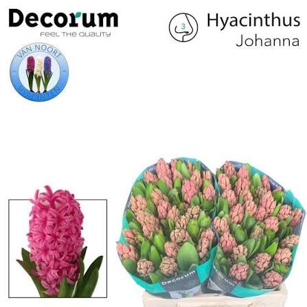Срезанные цветы оптом Hyacinthus johanna от 50шт из Голландии с доставкой по России