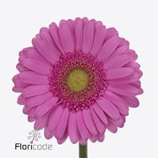 Срезанные цветы оптом Gerbera pretty nova от 40шт из Голландии с доставкой по России