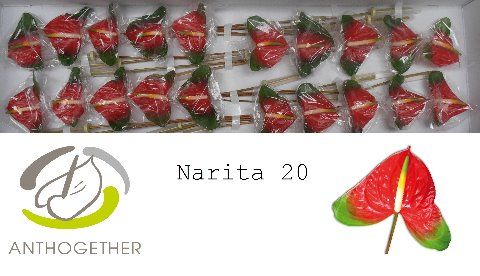 Срезанные цветы оптом Anthurium narita от 20шт из Голландии с доставкой по России