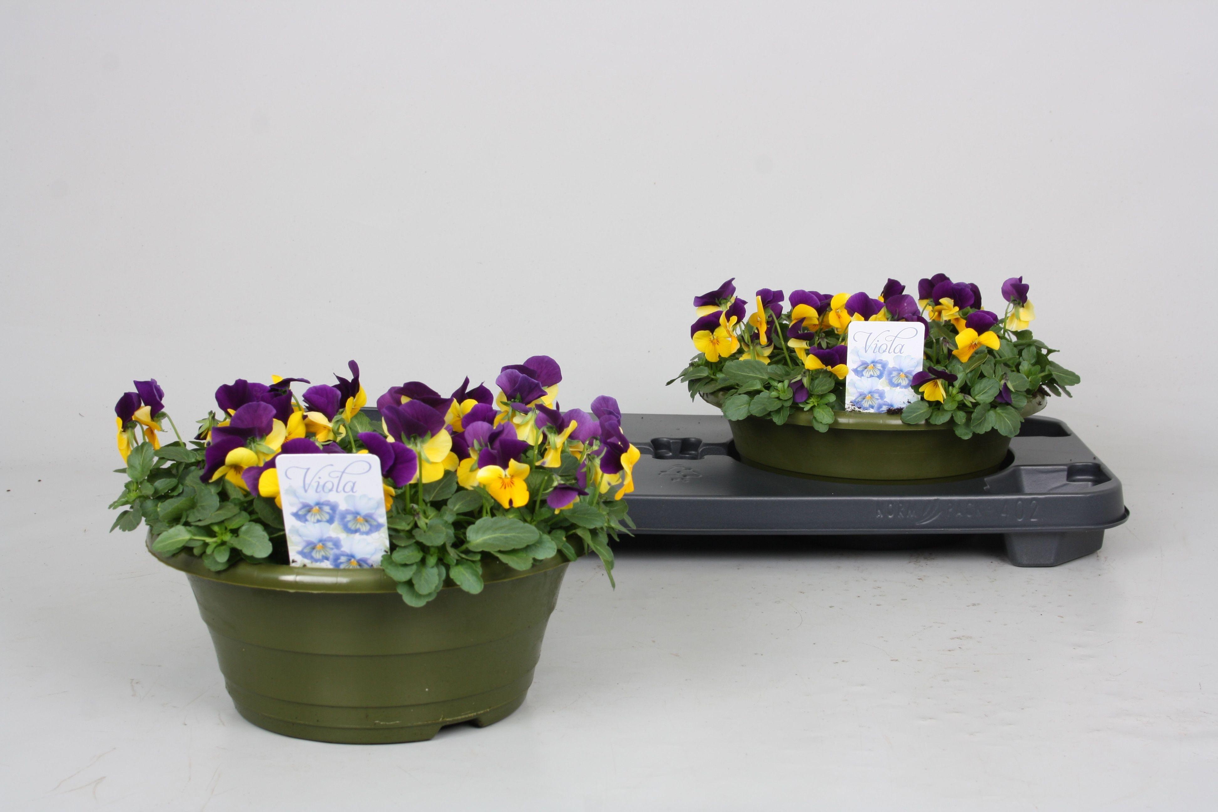 Горшечные цветы и растения оптом Vio Co Pp Y W P Wing от 2шт из Голландии с доставкой по России