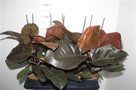 Горшечные цветы и растения оптом Phil Black Cardinal от 8шт из Голландии с доставкой по России