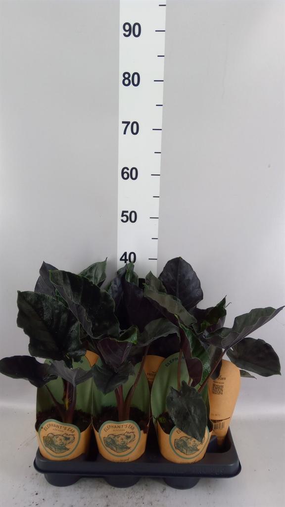 Горшечные цветы и растения оптом Alocasia antoro Velvet от 9шт (для телеги) из Голландии с доставкой по России