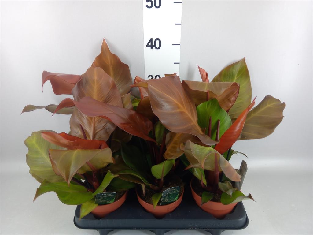 Горшечные цветы и растения оптом Philodendron sunlight от 6шт из Голландии с доставкой по России