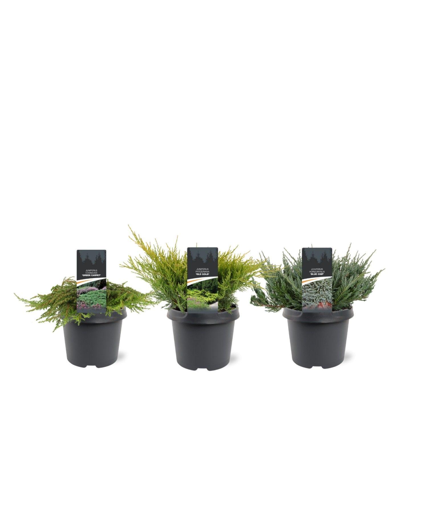 Горшечные цветы и растения оптом Juniperus Ground-cover Mix C3 от 1шт из Голландии с доставкой по России