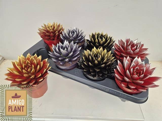 Горшечные цветы и растения оптом Echev Miranda от 8шт из Голландии с доставкой по России