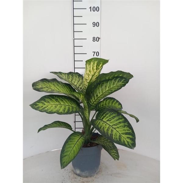 Горшечные цветы и растения оптом Dieffenbachia Tropic Yellow от 1шт из Голландии с доставкой по России