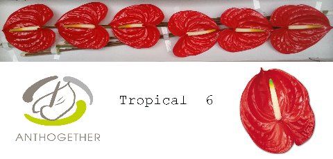 Срезанные цветы оптом Anthurium tropical от 6шт из Голландии с доставкой по России