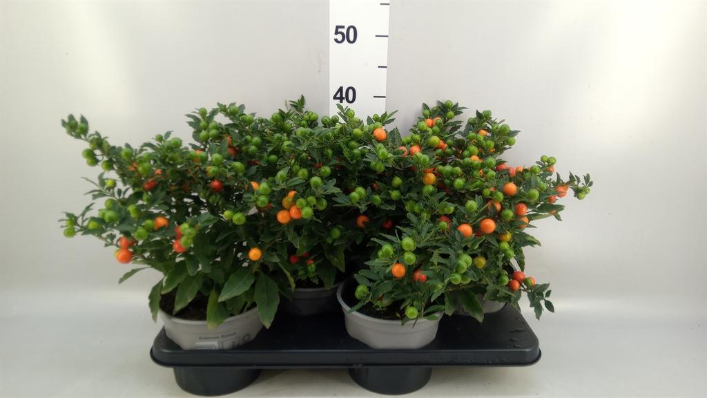 Горшечные цветы и растения оптом Solanum Pseudocapsicum bartoli от 4шт из Голландии с доставкой по России