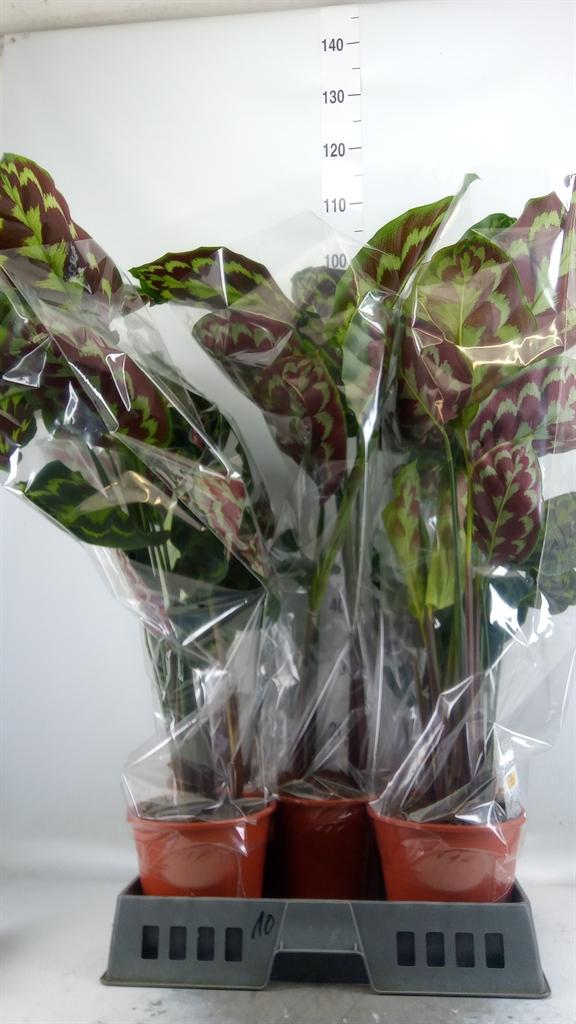 Горшечные цветы и растения оптом Calathea   ... от 5шт из Голландии с доставкой по России