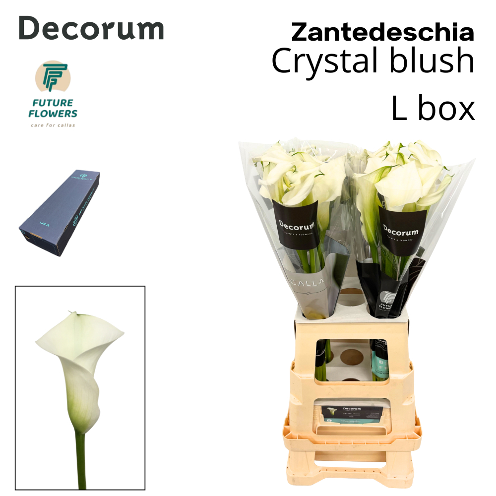 Срезанные цветы оптом Zantedeschia crystal blush от 160шт из Голландии с доставкой по России