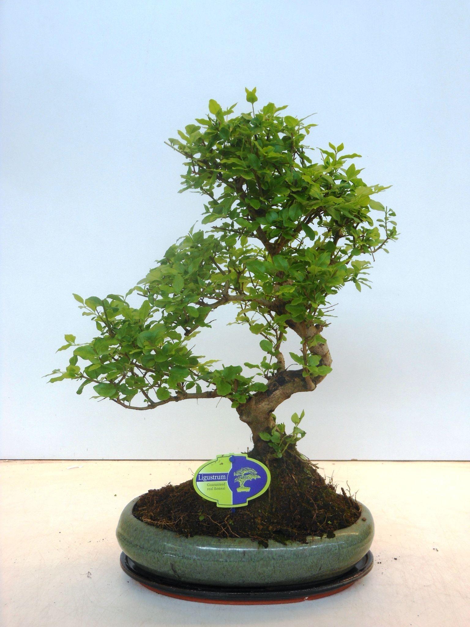 Горшечные цветы и растения оптом Bonsai Ligustrum Sinensis, With Drip от 2шт из Голландии с доставкой по России
