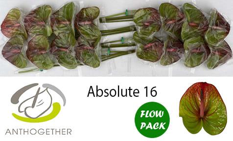 Срезанные цветы оптом Anthurium absolute от 16шт из Голландии с доставкой по России