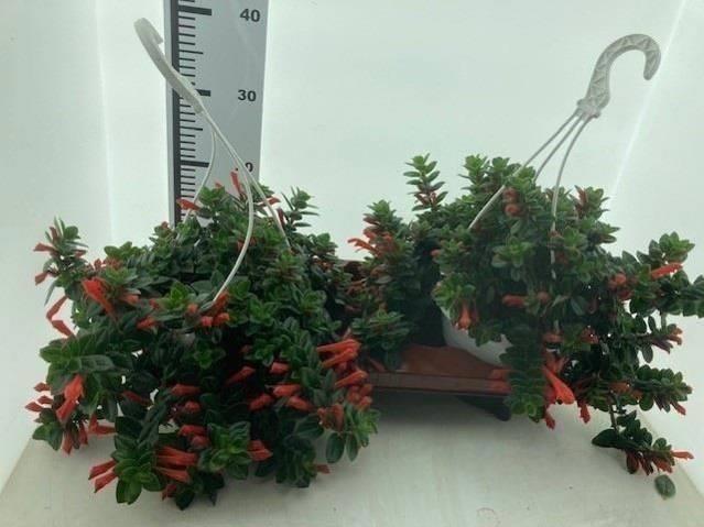 Горшечные цветы и растения оптом Column Krakatau от 2шт из Голландии с доставкой по России Горшечные цветы и растения оптом Column Krakatau от 2шт из Голландии с доставкой по России