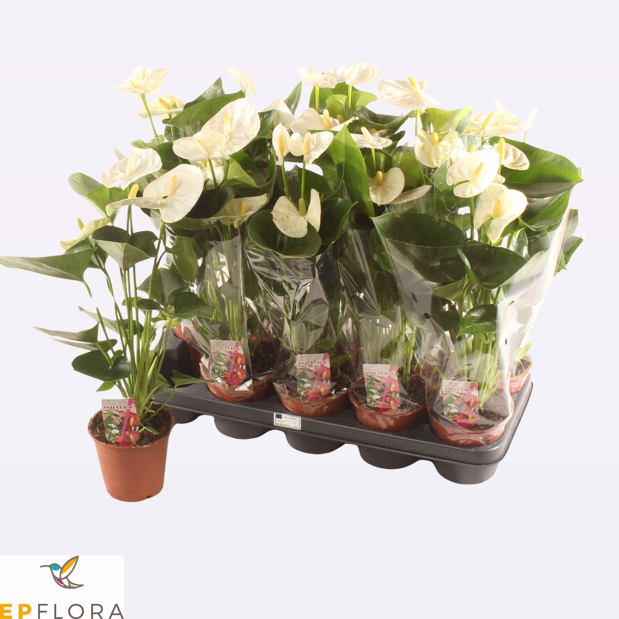 Горшечные цветы и растения оптом Anthu A Arisa White от 10шт из Голландии с доставкой по России